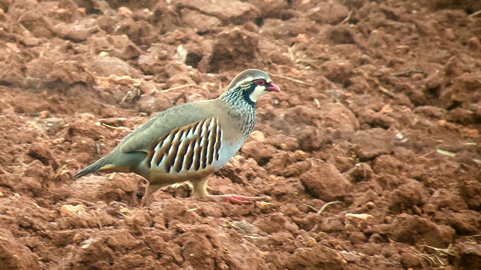 Chasse sur le domaine